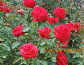 濰坊銷量領(lǐng)先的豐花月季供應(yīng)與銷售指南