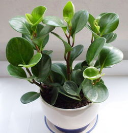 舊物換新意，花卉贈(zèng)溫情——環(huán)保改造與禮品花卉銷售活動(dòng)