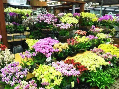 韓國花卉苗木市場 暢游外國花卉圈與禮品花卉銷售新趨勢